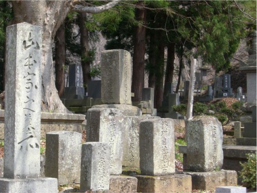 大龍寺 八重の桜